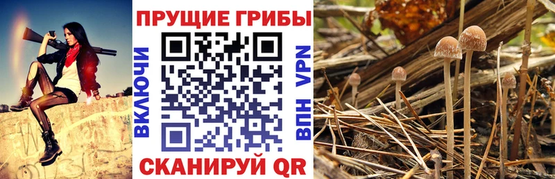Галлюциногенные грибы ЛСД Озёрск